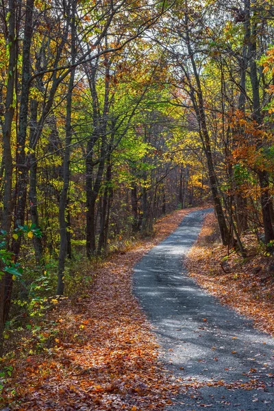 Podzimní park road — Stock fotografie