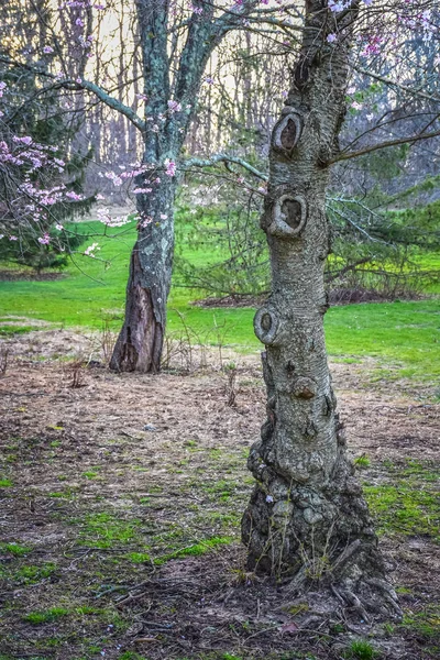 Madeira Knotty na Primavera — Fotografia de Stock