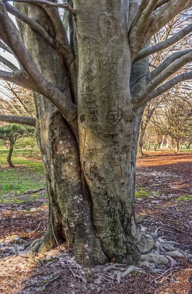 木の幹の頭文字 — ストック写真