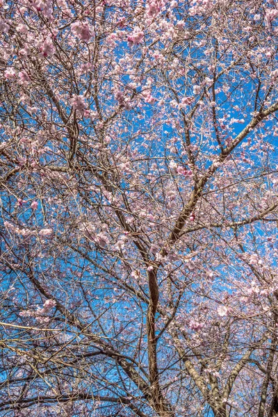 Körsbärsblommor och blå himmel — Stockfoto