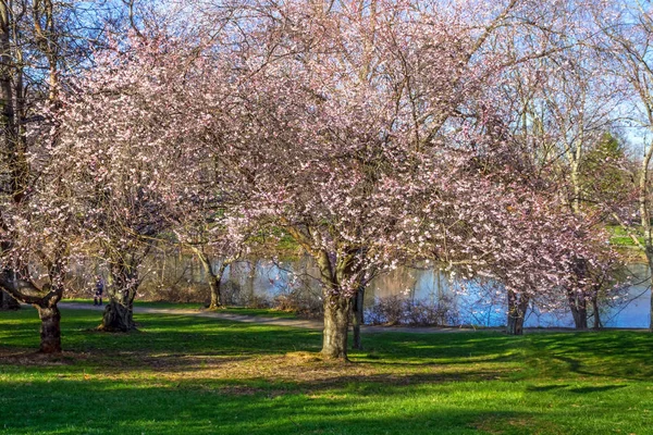 Parkta kiraz çiçeği ağacı — Stok fotoğraf