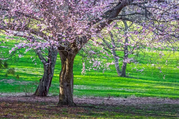 Erba verde e fiori di ciliegio — Foto Stock