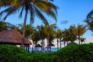 palmiye ağaçları ve kulübeler