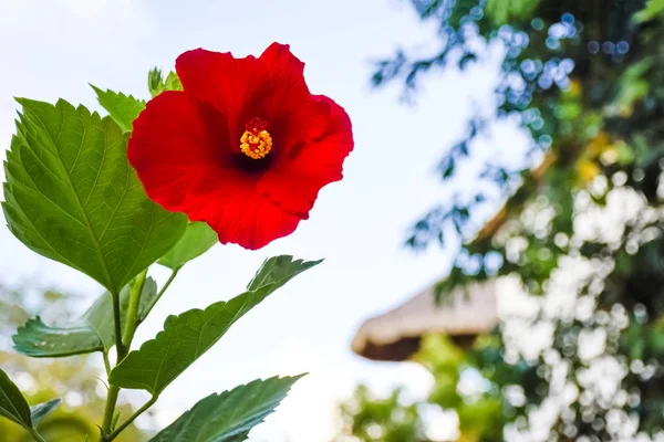 Hibiscus rojo vibrante — Foto de Stock