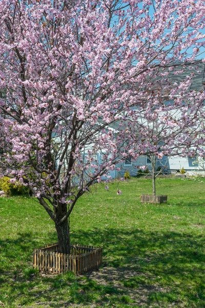 庭の桜を前に — ストック写真