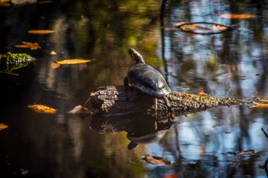 Turtleoutstretched boyun