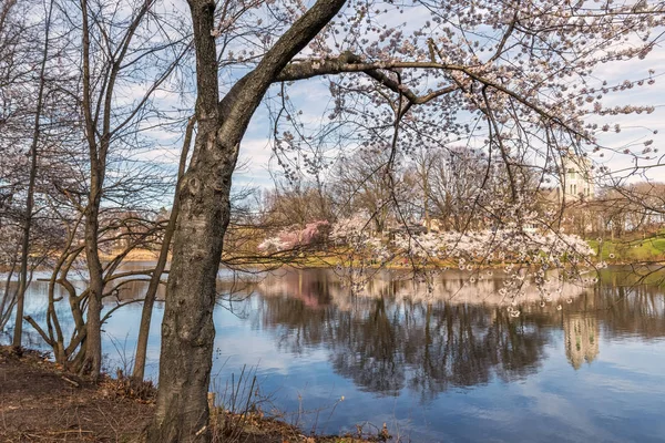 Jarní zamyšlení větev Brook Park — Stock fotografie