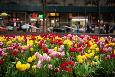 Zucottiparktulips 