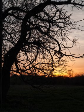 Günbatımı düzgün şubelerinde Monmouth ilçe Nj Thompson parkta yapraksız bir ağaç.