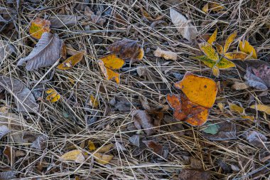 Dondurucu Sabah Çiyi