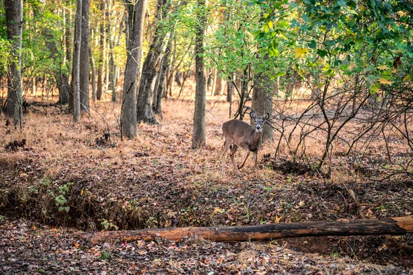 Woodlands Deer — Stock Photo, Image