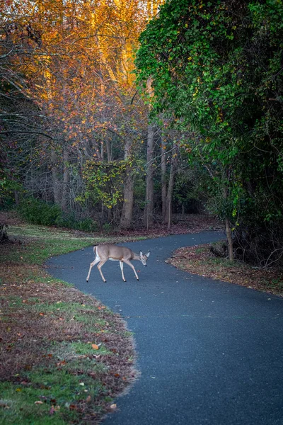 Cerf d'automne sur le chemin — Photo