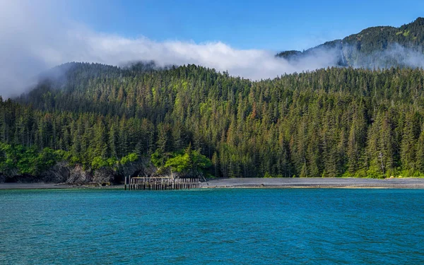 Niebla y mar del bosque —  Fotos de Stock