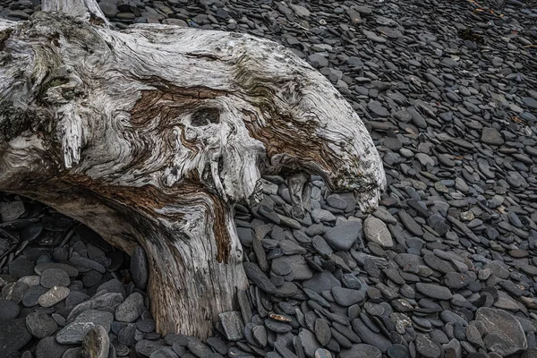 木と石 — ストック写真