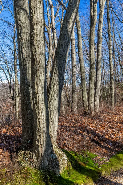 Inverno nua — Fotografia de Stock