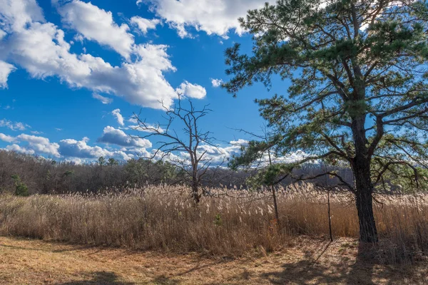 Sonnige Wiese — Stockfoto