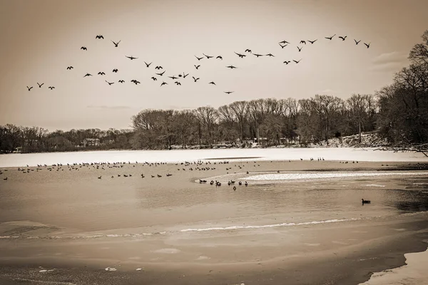 Winter Lake Sepia — Stock Photo, Image