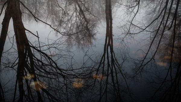 Árvores de inverno refletidas — Fotografia de Stock
