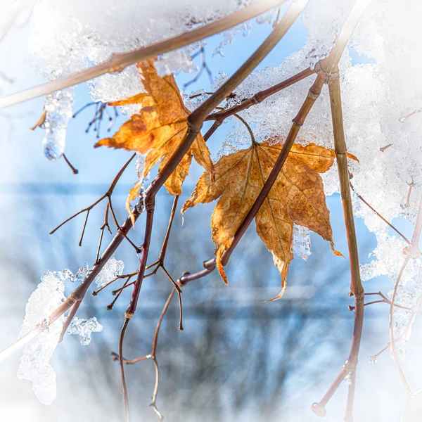 Eiskaltes Herbstblatt — Stockfoto