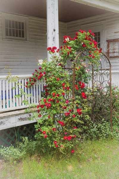 Rosas em Trellis — Fotografia de Stock