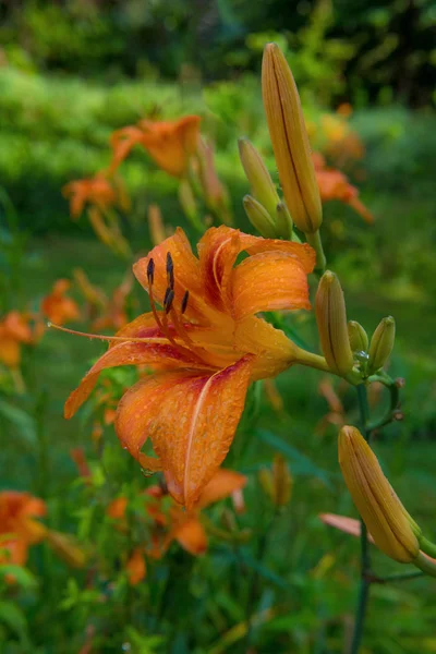 Summer Tiger Lillies — Stock Photo, Image