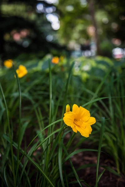 Yellow Flower Background — Stock Photo, Image