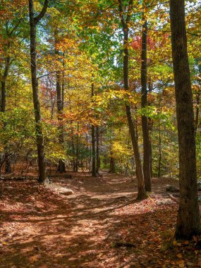 Parlak ve Renkli Sonbahar 