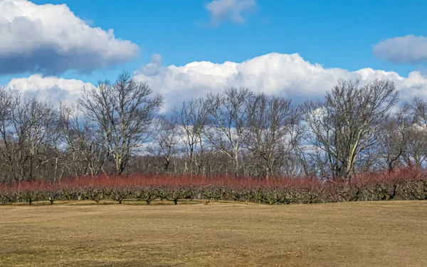 Vintern orchard — Stockfoto