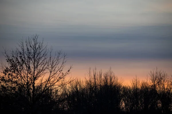 ฤดูหนาว Tress ที่มืด — ภาพถ่ายสต็อก