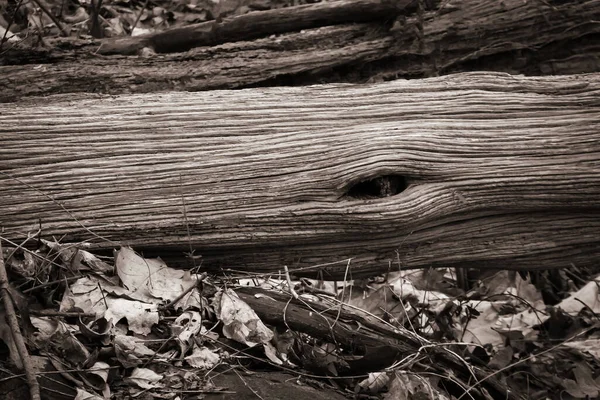 Sepiatoniertes Holz — Stockfoto