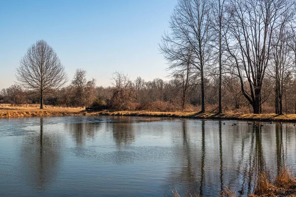 Die Kahlen Bäume Spiegeln Sich Auf Einem Vereisten Teich Sourland — Stockfoto