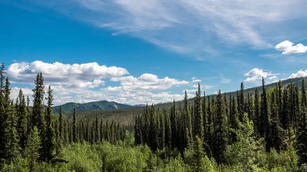 Vysoké Tenké Borovice Jasného Jarního Dne Národním Parku Denali Aljašce — Stock fotografie