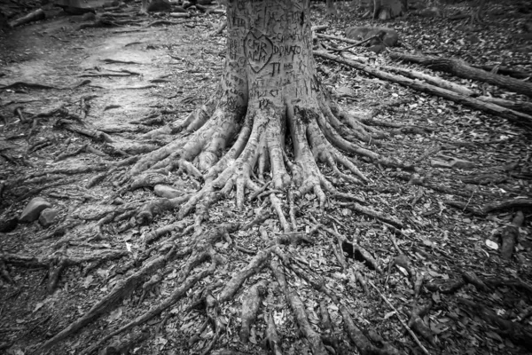 Iniciály Vytesané Kmene Stromu Kořeny Rozprostřenými Zemi — Stock fotografie