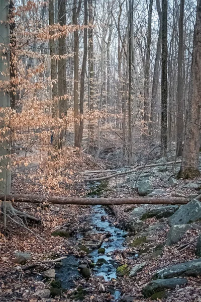 Небольшой Ручей Протекает Через Заповедник Округе Сомерсет Штат Нью Джерси — стоковое фото