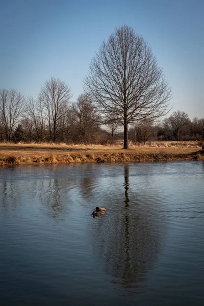 Pair Ducks Pond Reflecting Winter Tree Sourland Mountain Preserve Somerset — Stock Photo, Image