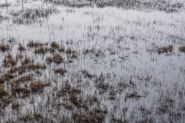 Su, yabani otlar ve küçük ördekler ile arka plan görüntüsü.