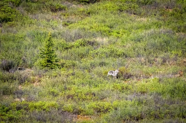 Ein Wolf Der Wildnis Des Denali Nationalparks Alaska — Stockfoto