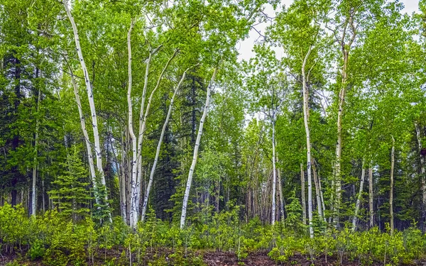 Bílé Břízy Vyčnívají Proti Zeleni Pozdního Jarního Lesa Národního Parku — Stock fotografie