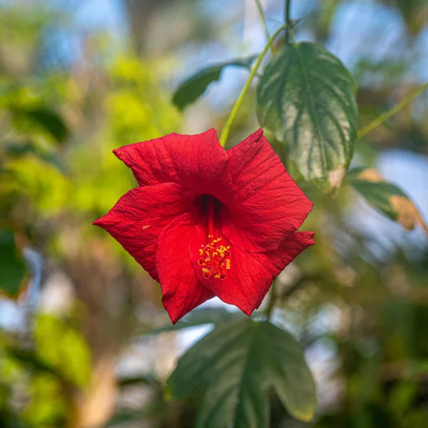 Primer Plano Una Vibrante Flor Roja Con Acuarela — Foto de Stock