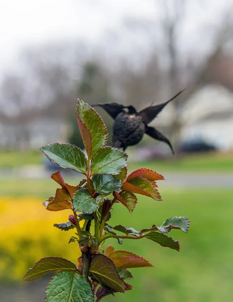 ニュージャージー州のこのバラの茂みの前の季節からの新しい生活と古い芽 — ストック写真