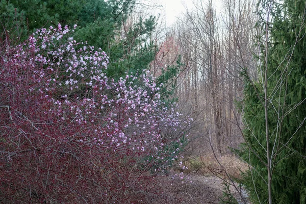 Sping Fiori Ciliegio Spiccano Contro Pini Gli Alberi Brulli — Foto Stock