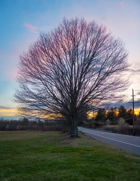 Tramonto Albero Prominente Lungo Route 520 Marlboro New Jersey — Foto Stock