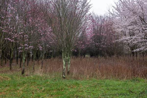 Spring Blossoms Meadow Monroe New Jersey — Stock Photo, Image