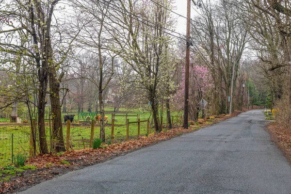 Een Landelijke Landweg Omringd Door Lente Bloesems Monroe New Jersey — Stockfoto