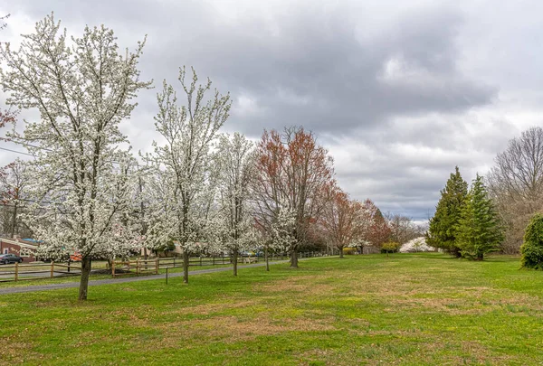 Spring Blossoms Joe Palaia Park Ocean Township New Jersey — Stock Photo, Image