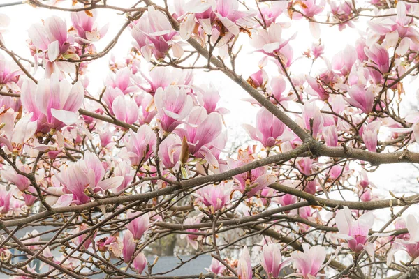 Galho Árvore Magnolia Plena Floração Durante Primavera — Fotografia de Stock