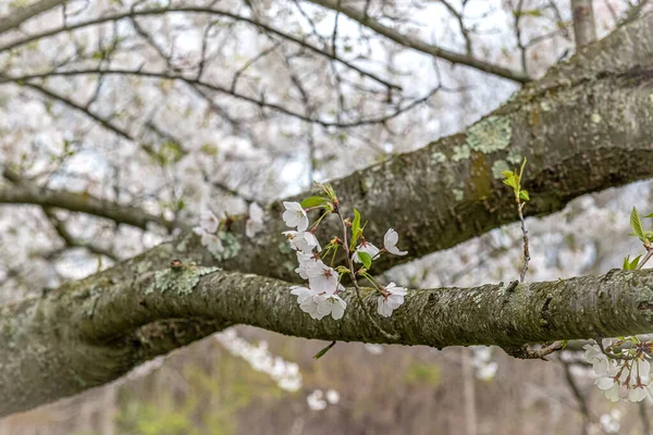 Detailní Záběr Květ Hrušní Této Větvi Stromu — Stock fotografie