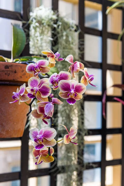 Una Orquídea Que Cuelga Del Foco Suave Invernadero Interior —  Fotos de Stock