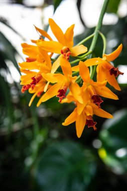 Süslü bir bahçede güzel turuncu orkidelerin yakın çekimi..