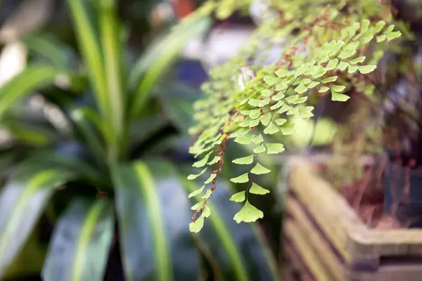Yeşil Bitkilerin Yumuşak Bir Odak Noktası — Stok fotoğraf